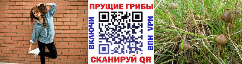 Галлюциногенные грибы прущие грибы  магазин    Городовиковск 